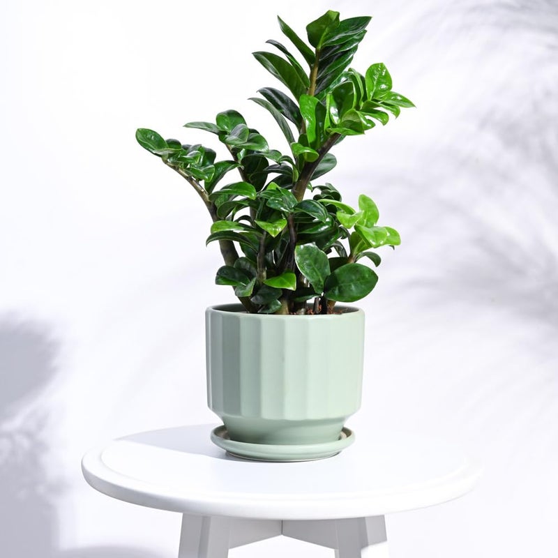 UGAOO Frosted Ceramic Pot for Indoor Plants (5 Inch, Mint) - Image 5