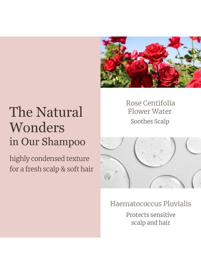 دكتور بيو شامبو دكتور بيو راب-أب، شامبو مرطب وملطف للشعر مع البروبيوتيك والسيكا، للعناية بالشعر وفروة الرأس الحساسة، شعر ناعم ولامع، نباتي، خالٍ من السيليكون والبارابين، للعناية بالشعر الكوري - Image 5