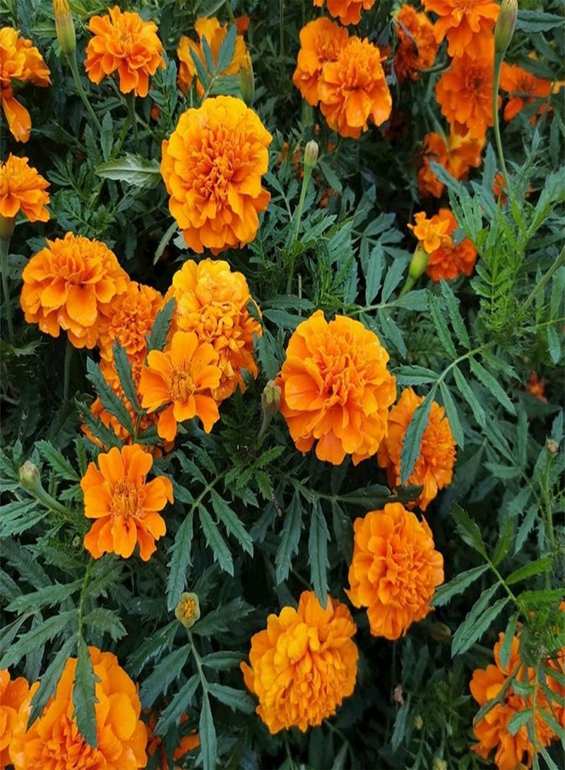 GGOOT 200Pcs Orange Marigold Seeds Annual Ornamental Flower for Outdoor Garden Planting Strong Adaptability Rapid Growth Loved by Gardeners - Image 1