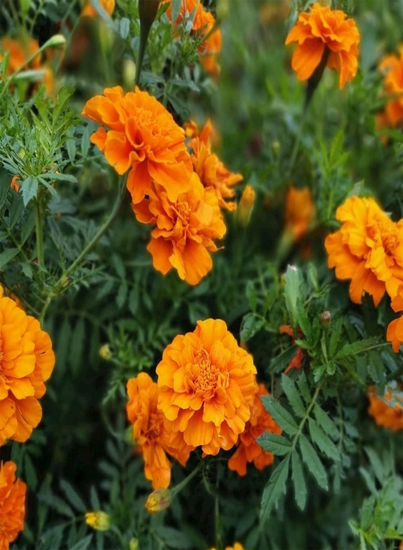 GGOOT 200Pcs Orange Marigold Seeds Annual Ornamental Flower for Outdoor Garden Planting Strong Adaptability Rapid Growth Loved by Gardeners - Image 2