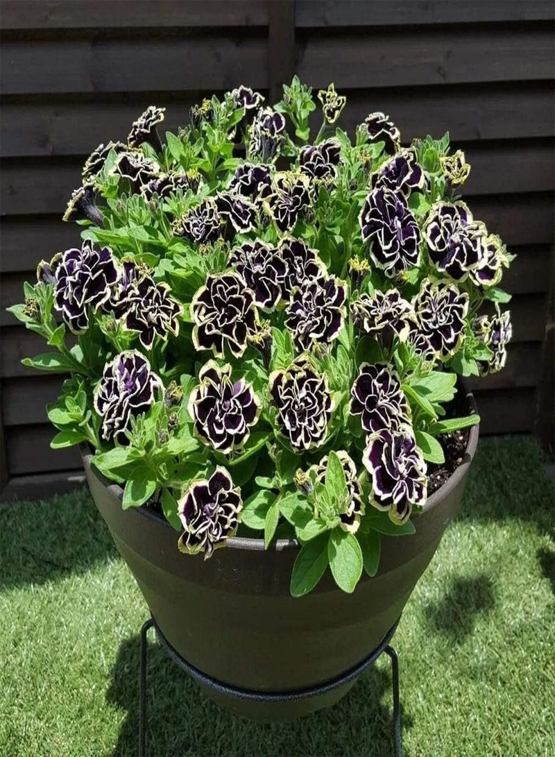 GGOOT 100pcs Purple Petunia Seeds Unique Varieties Create Yard Landscape Easy To Plant Outdoor Garden Farm Balcony Little Difficulty - Image 1