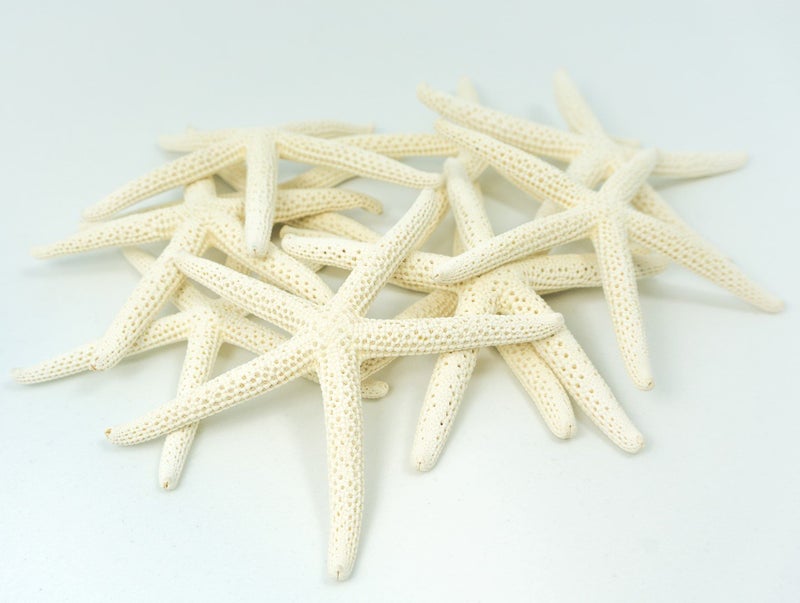 Nautical Crush Trading Starfish Decor  Star Fish for Craft  10pk Real 34 White Sea Stars  Beach Wedding Decor  Coastal Party Decorations  Seashell Decor  Shells for Crafts  Nautical Decor  Bulk Shells for Crafts