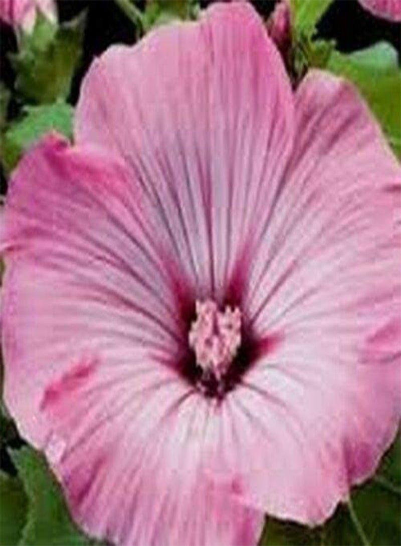 GGOOT Rose Mallow- Lavatera Trimestris- Tanagra- 100 Seeds - Image 2