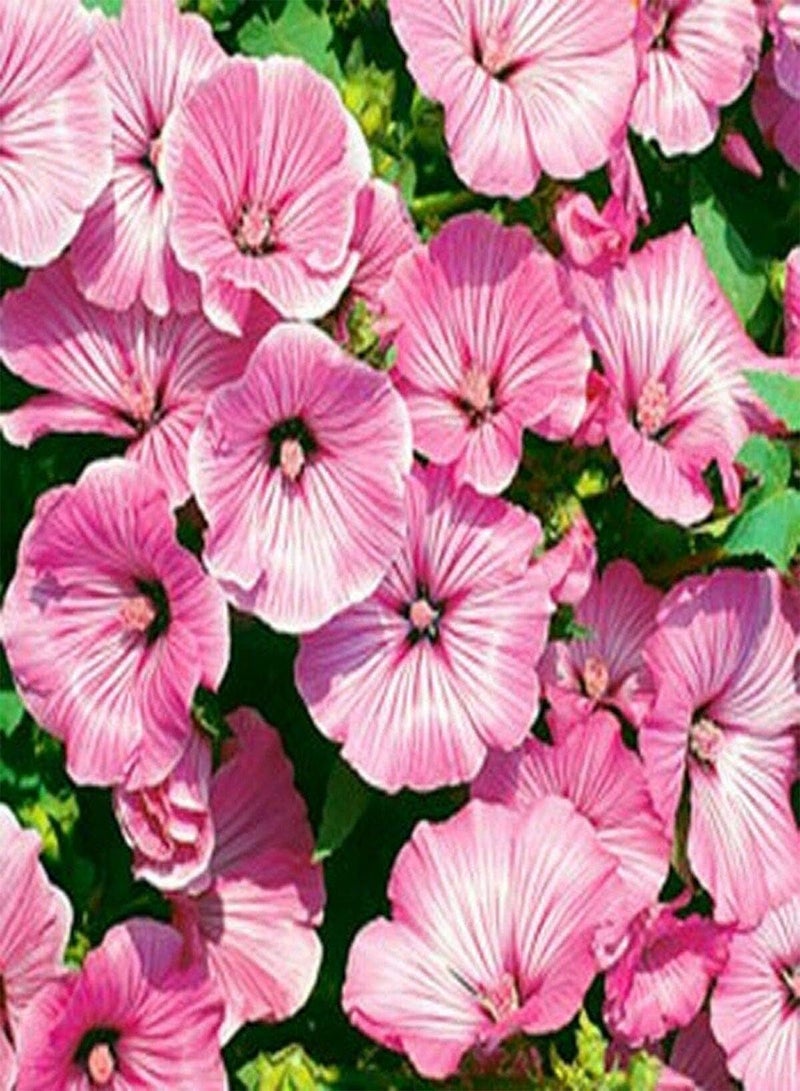 GGOOT Rose Mallow- Lavatera Trimestris- Tanagra- 100 Seeds - Image 1