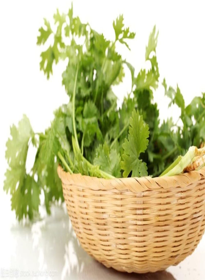 GGOOT 200Pcs Coriander Seeds Pleasant Aroma Green Herb Vegetables Planted Throughout The Year Unique Garden Decoration Loved by Gardeners - Image 2