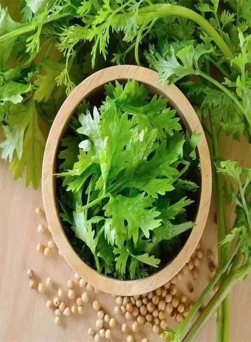 GGOOT 200Pcs Coriander Seeds Pleasant Aroma Green Herb Vegetables Planted Throughout The Year Unique Garden Decoration Loved by Gardeners - Image 1