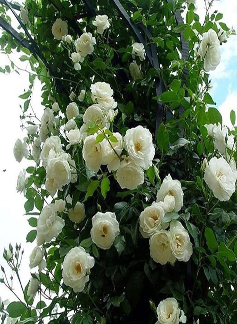 GGOOT 300Pcs/Bag Rose Seeds Easy To Grow Highly Ornamental Fast-Growing Perennial Fragrance-Loving Highly Viable Plant Seeds For Growing In Lawn Beds And Gardens Orange - Image 3