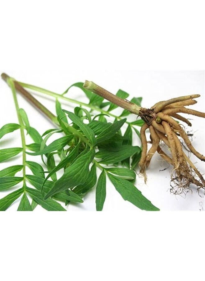 Nature Tea - Valerian Root - Valeriana officinalis Dried Loose Root Cut by Nature Tea (4 oz) - Image 1