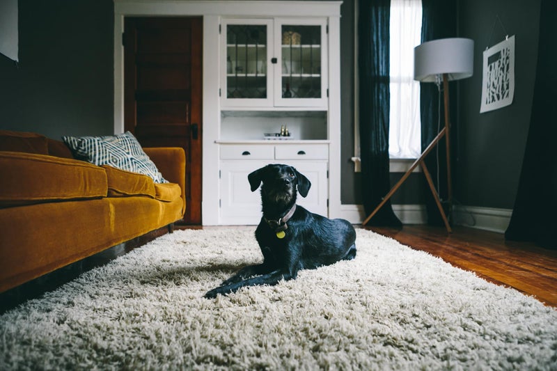 OxiClean® Carpet Pet Stain Remover 24oz - Image 3