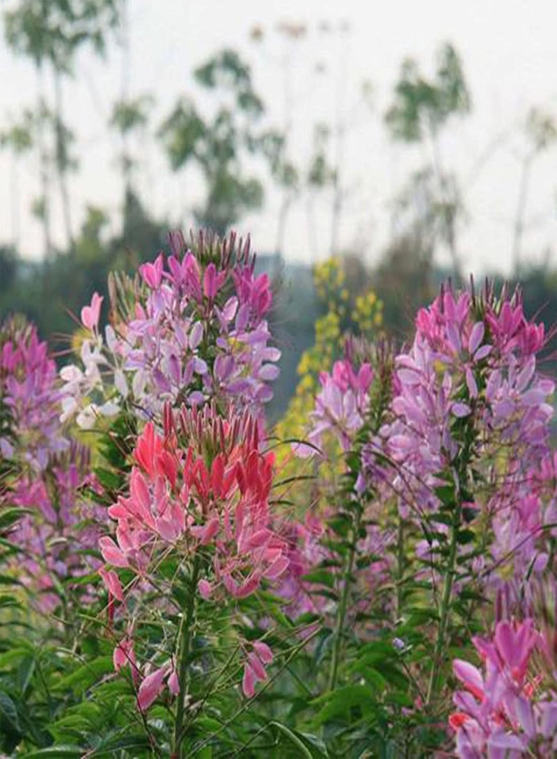 GGOOT 1 Bag Seeds Prolific Natural Small Easy to Germinate Cleome Spinosa Seeds for Garden Flower Seeds Easy to Germinate for Park - Image 4