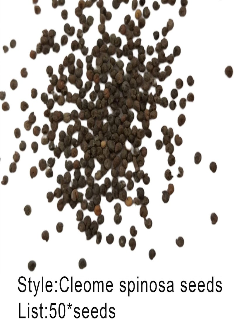 GGOOT 1 Bag Seeds Prolific Natural Small Easy to Germinate Cleome Spinosa Seeds for Garden Flower Seeds Easy to Germinate for Park - Image 3