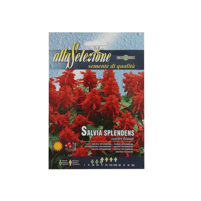 Alta Seeds Salvia AFS 348/3
