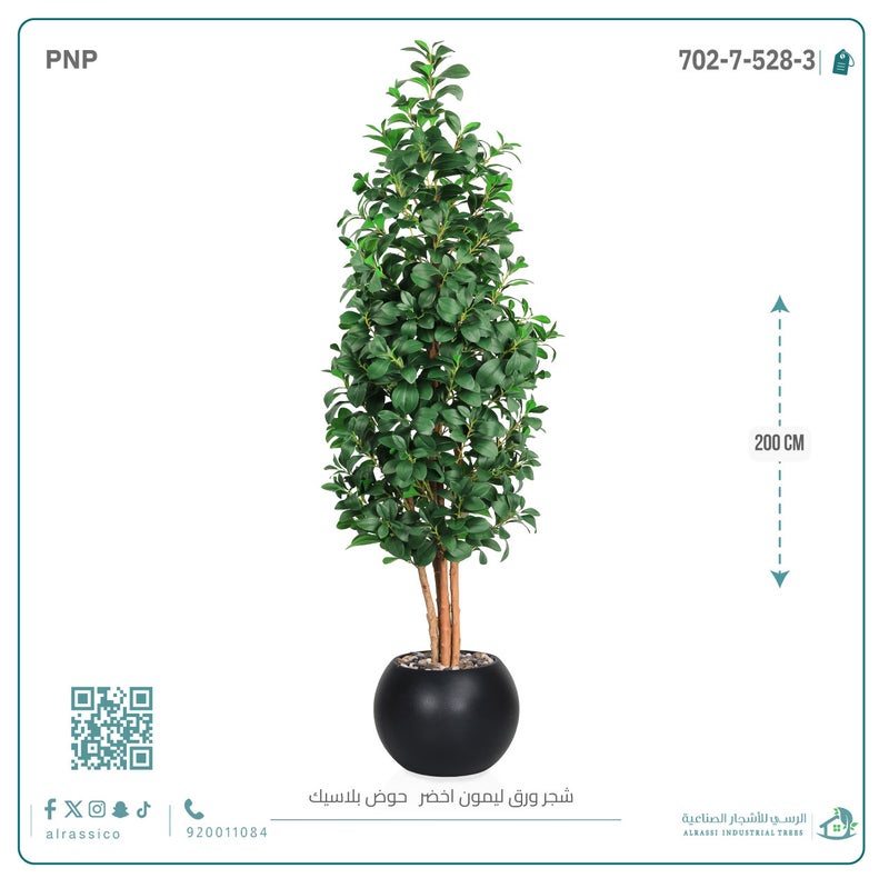 Alrassi Lemon Leaf Sapling in Round Plastic Pot 200 cm - Image 4
