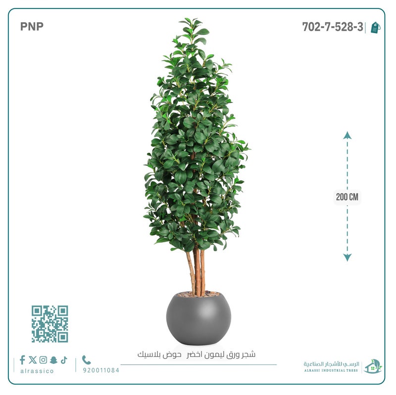 Alrassi Lemon Leaf Sapling in Round Plastic Pot 200 cm - Image 2