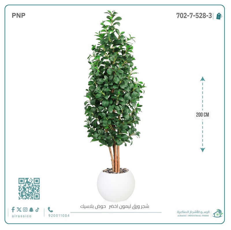 Alrassi Lemon Leaf Sapling in Round Plastic Pot 200 cm - Image 3
