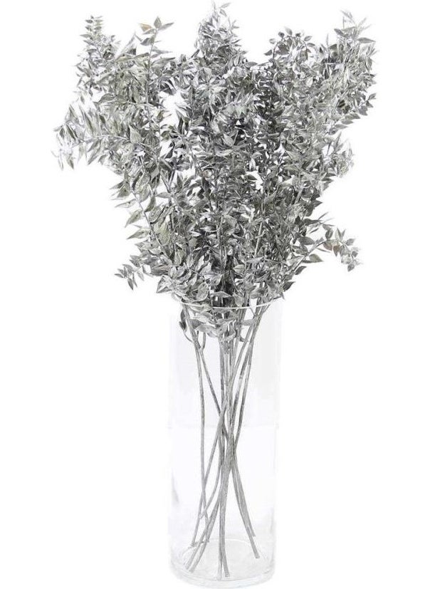 CICI Dried Flower Dried Ruscus Silver  - Image 1
