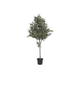 DUBAI GARDEN CENTRE Dubai Garden Centre 1 Head Olea Europaea Olive Tree, Green  - Image 2