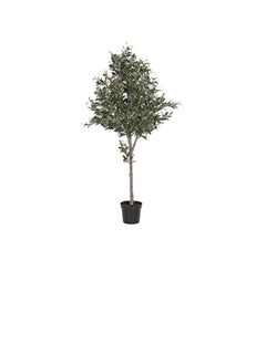 DUBAI GARDEN CENTRE Dubai Garden Centre 1 Head Olea Europaea Olive Tree, Green  - Image 1