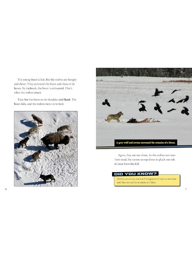 Ravens and Wolves Team Up!  - Image 3
