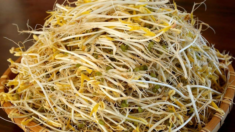 NATURAL ROOTS Mung Beans Sprouting Seeds for Sprouts and Microgreens. Non-GMO. Pack of 10 premeasured seeds for 32oz jars and 8 inch trays. - Image 3