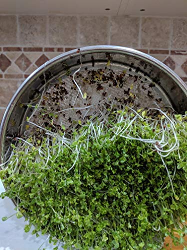 NATURAL ROOTS Mung Beans Sprouting Seeds for Sprouts and Microgreens. Non-GMO. Pack of 10 premeasured seeds for 32oz jars and 8 inch trays. - Image 5