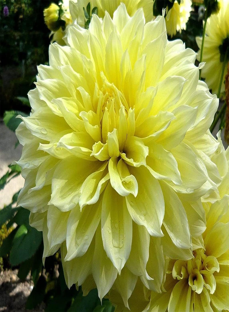 GGOOT 2 Yellow Dahlia seeds Special Variety Garden Terrace Balcony Great choice for home decoration with charming aroma unique landscape - Image 1