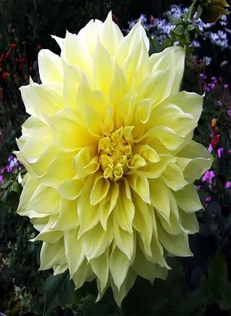 GGOOT 2 Yellow Dahlia seeds Special Variety Garden Terrace Balcony Great choice for home decoration with charming aroma unique landscape - Image 2
