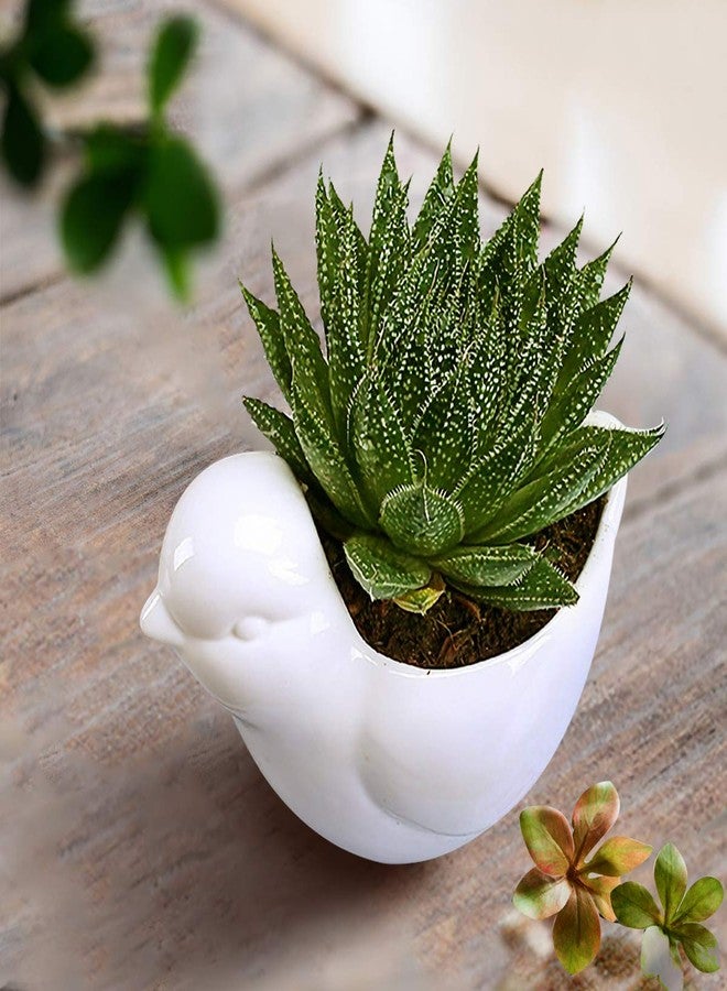 GeLive White Bird Ceramic Succulent Planter Animal Plant Pot Flower Vase Bonsai Windowsill Box with Drainage Saucer Adorable Indoor Home Decoration - Image 3