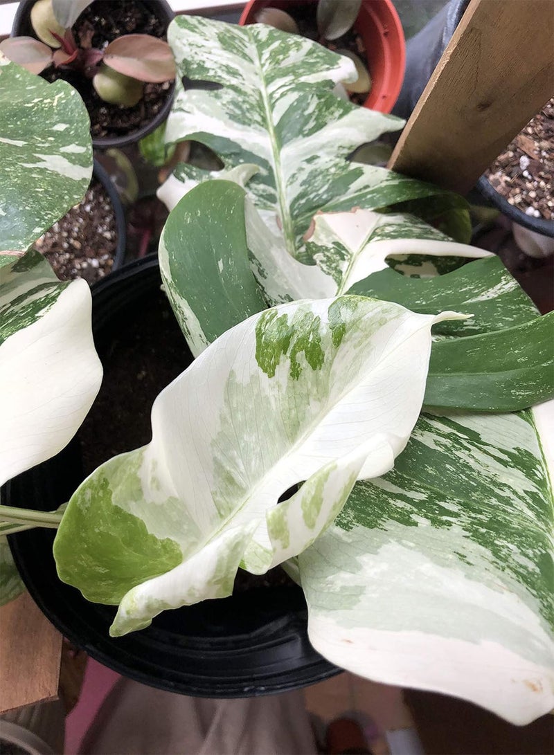 جي جوت 100 بذرة نبات مونستيرا الأبيض - Image 3