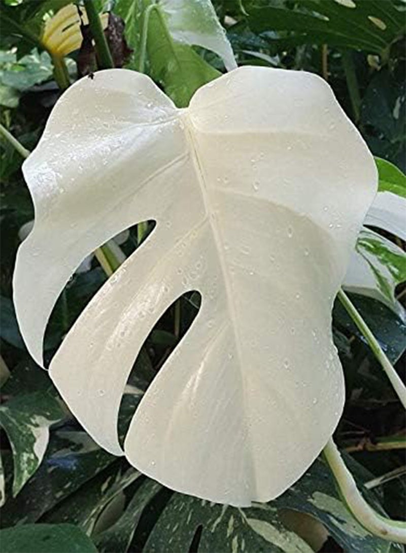 جي جوت 100 بذرة نبات مونستيرا الأبيض - Image 2