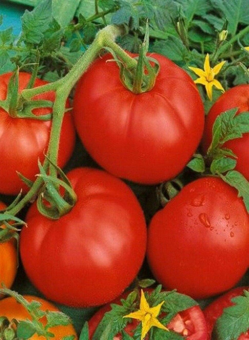 GGOOT Tomato- Ace 55 - 50 Seeds - - Image 1