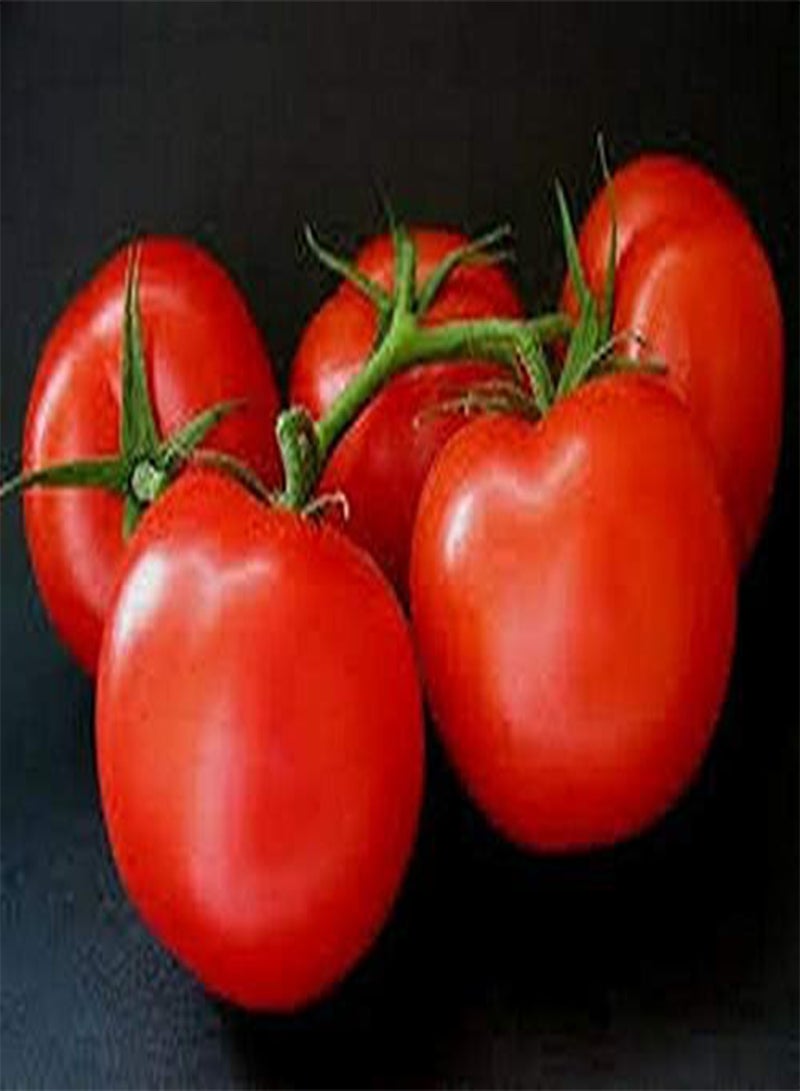 GGOOT Tomato- Ace 55 - 50 Seeds - - Image 2