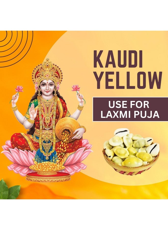 BrijBooti Natural Pili Kaudi - Yellow Kaudi - Yellow Kawri - Kodi - Peeli Cowrie - Laxmi and Diwali Puja Article (108 Pieces) - Image 5