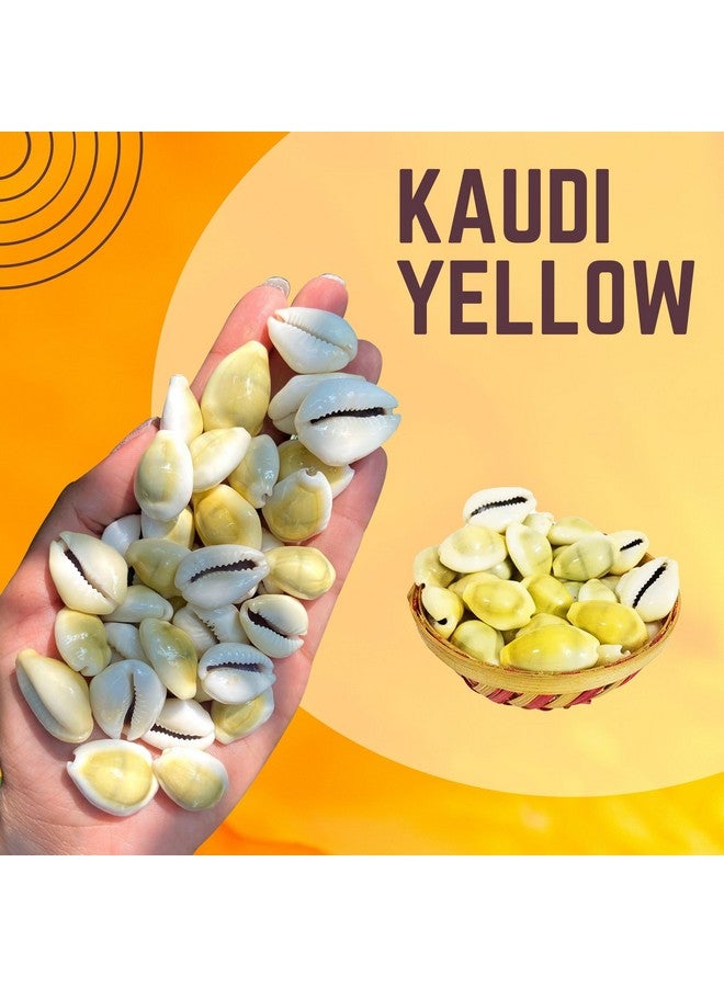 BrijBooti Natural Pili Kaudi - Yellow Kaudi - Yellow Kawri - Kodi - Peeli Cowrie - Laxmi and Diwali Puja Article (108 Pieces) - Image 4
