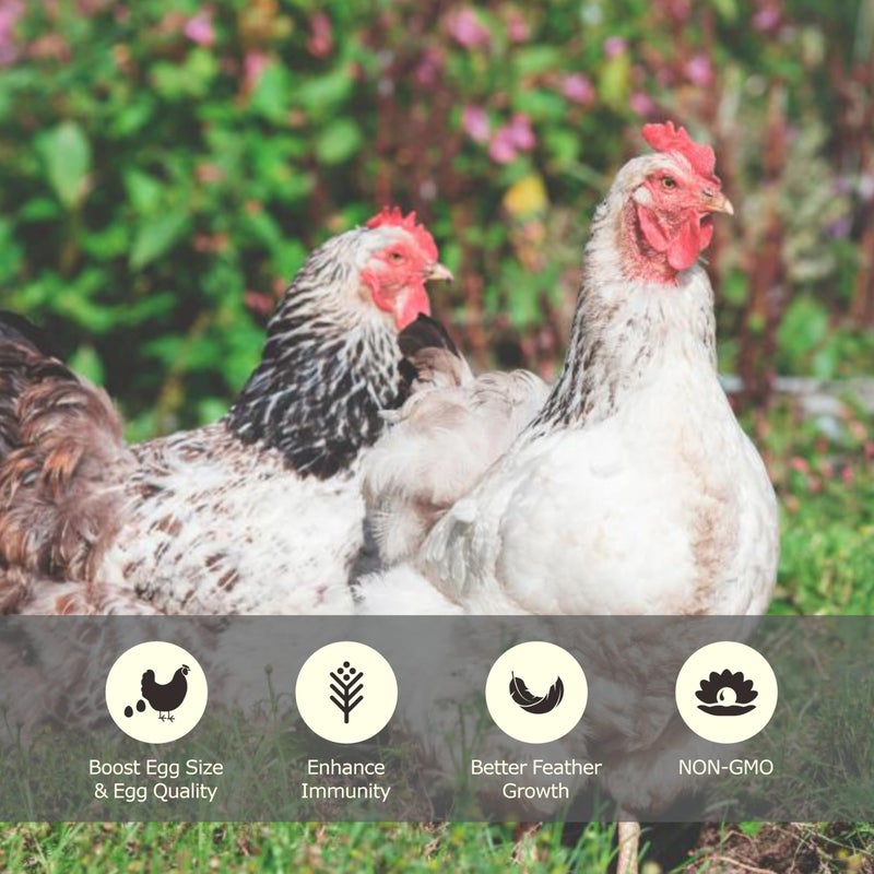 WORMSKING 10LB Dried Mealworms, High Protein Meal Worms for Poultry, Wild Birds, Hedgehogs, Hamsters, Reptiles, Great Chicken Food, Bird Food - Image 3