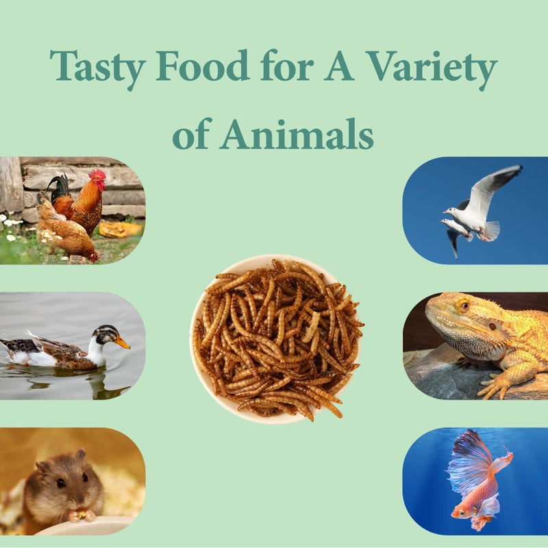 WORMSKING 10LB Dried Mealworms, High Protein Meal Worms for Poultry, Wild Birds, Hedgehogs, Hamsters, Reptiles, Great Chicken Food, Bird Food - Image 5