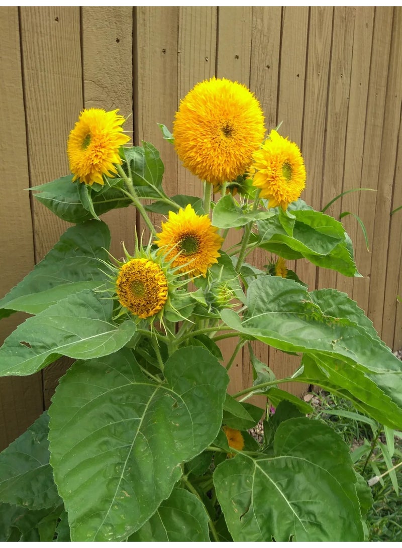 ڤسيل24 بذور دوار الشمس تيدي بير (Helianthus annuus) – زهرة صفراء مزدوجة قزمية للحدائق والأصص - Image 2