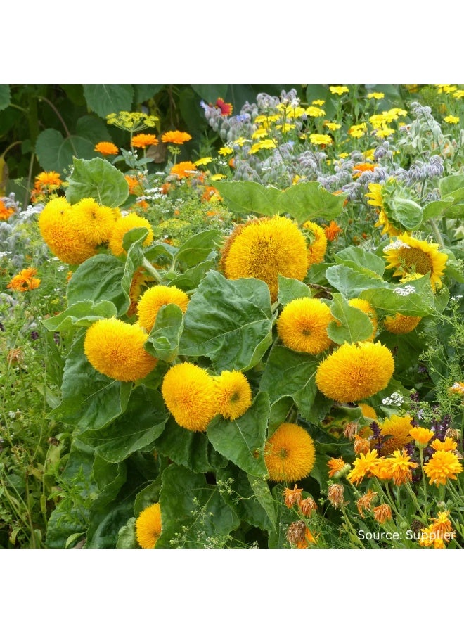 ڤسيل24 بذور دوار الشمس تيدي بير (Helianthus annuus) – زهرة صفراء مزدوجة قزمية للحدائق والأصص - Image 3