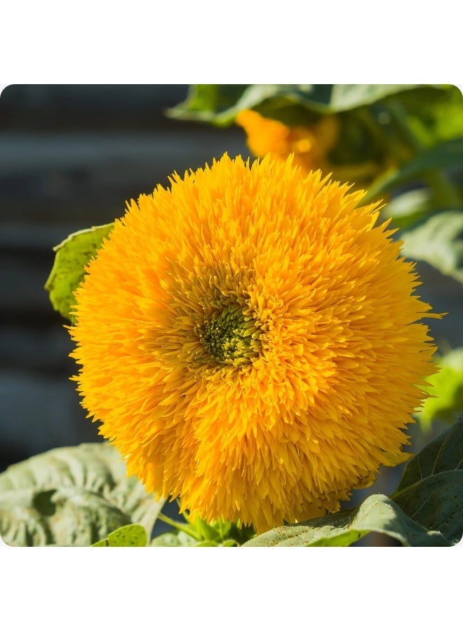 ڤسيل24 بذور دوار الشمس تيدي بير (Helianthus annuus) – زهرة صفراء مزدوجة قزمية للحدائق والأصص - Image 1