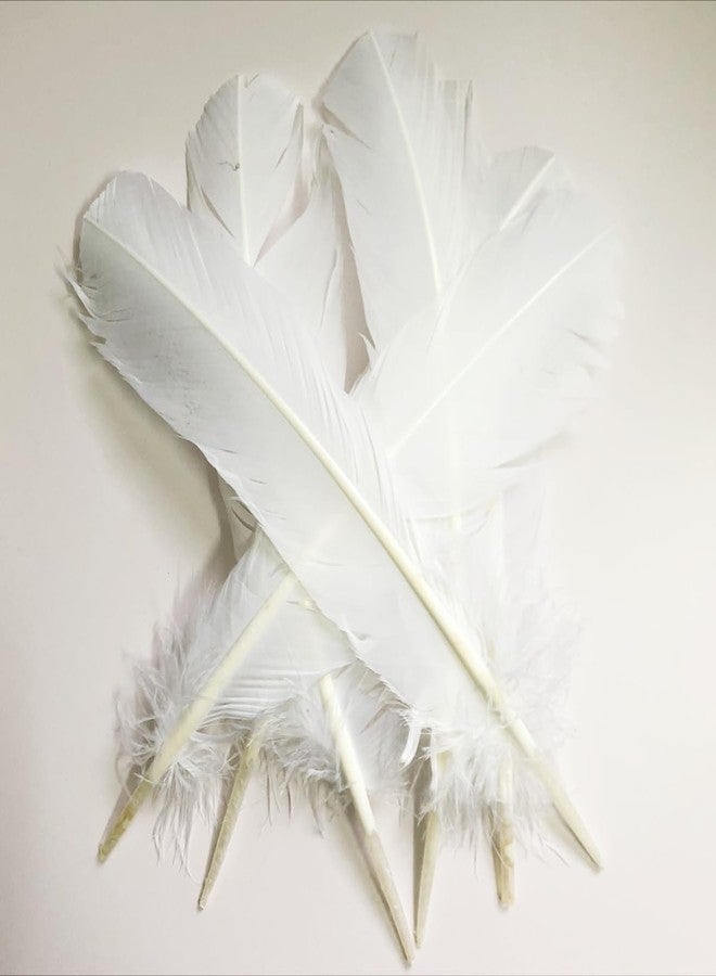 XKTEI 24Pcs White Turkey Feathers with 10~12 inches Long,Beautiful Long Feather（26-31CM）,Big Size Bilateral Natural Turkey Feather,for Wedding Dress and Party Decoration,DIY Fabricating Handicraft Article - Image 3