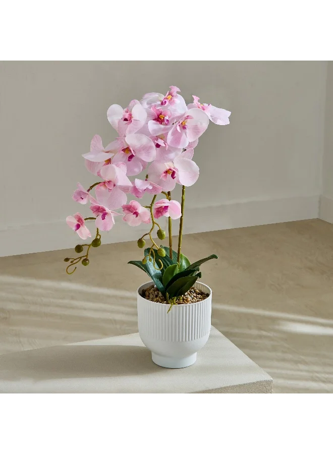 Home Box Areos Orchid Flower Arrangement with Ribbed Ceramic Pot - 58 cm