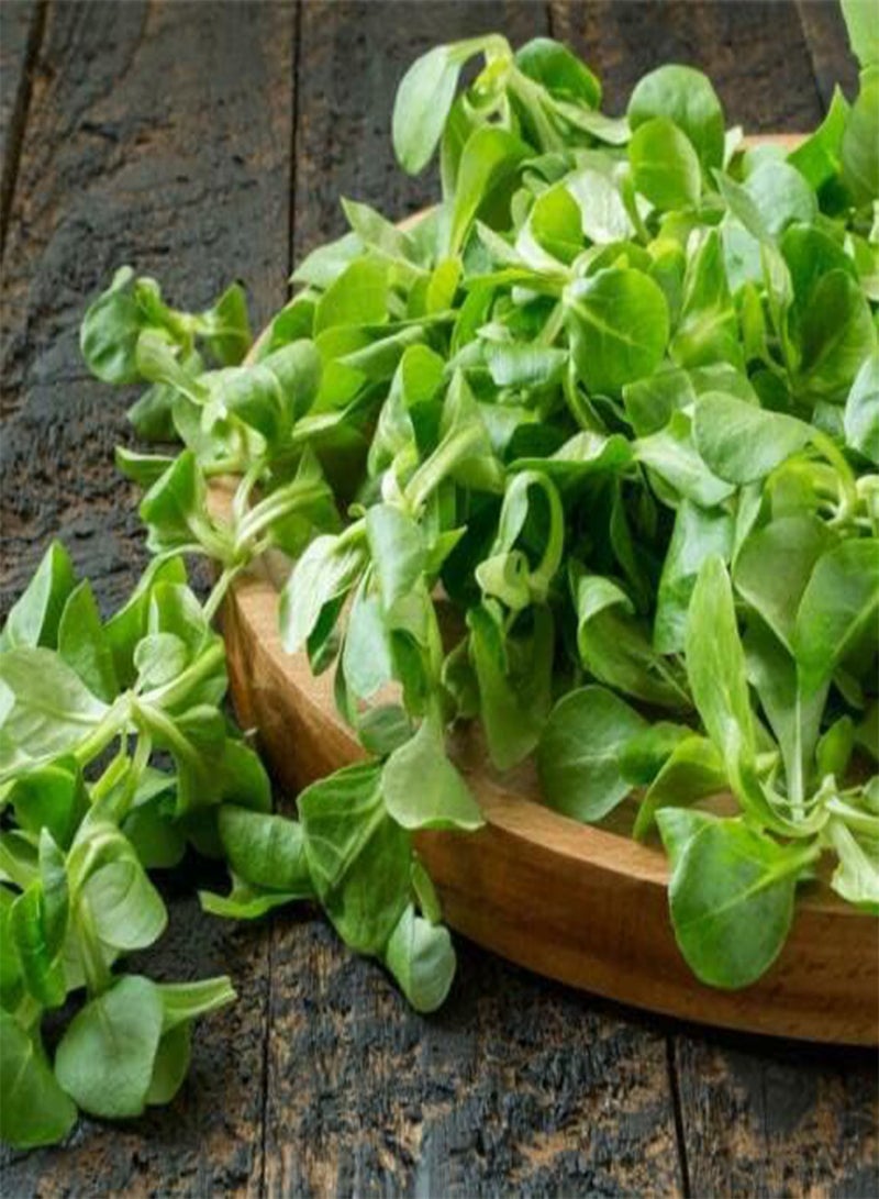 GGOOT 305 Seeds of Lambs Lettuce Corn Salad Vegetable