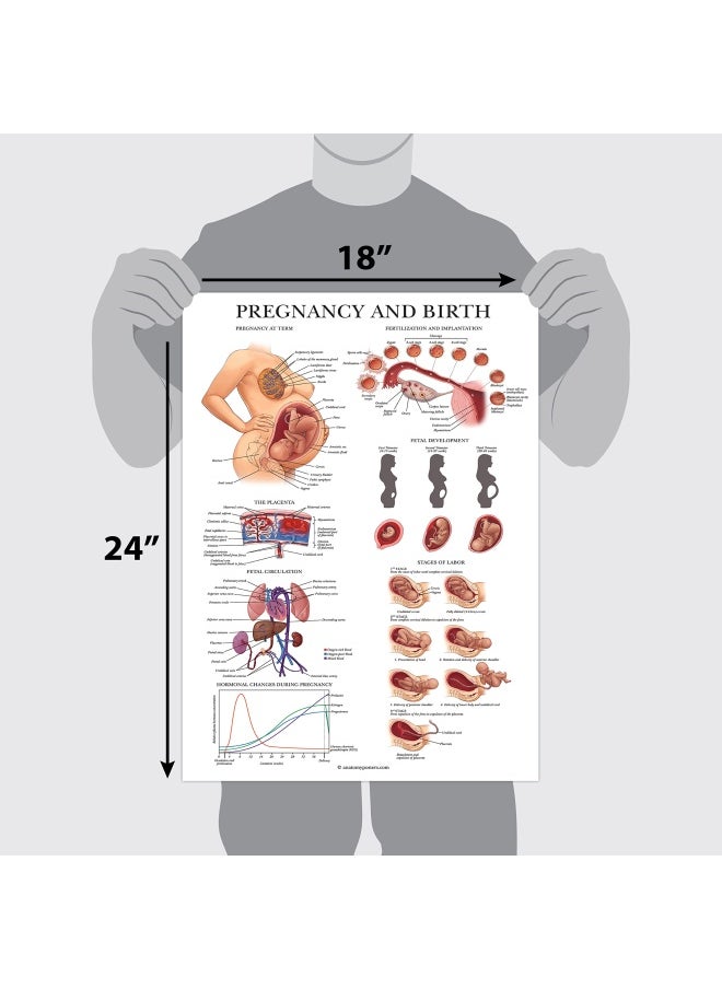 Palace Learning Pregnancy And Birth Anatomy Poster - Anatomical Chart Of Pregnant Female - 18  X 24  - Laminated  - Image 2