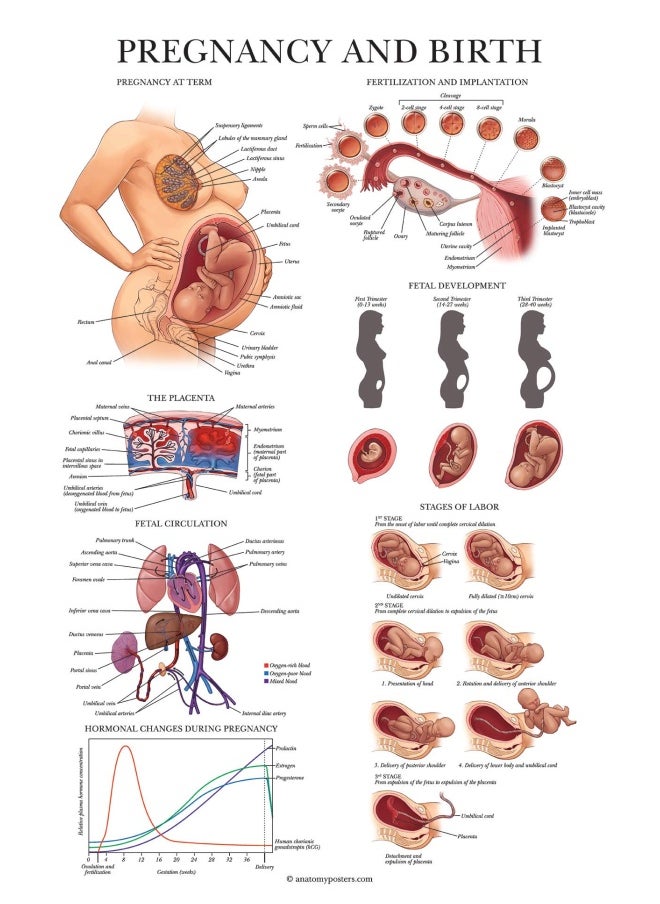 Palace Learning Pregnancy And Birth Anatomy Poster - Anatomical Chart Of Pregnant Female - 18  X 24  - Laminated  - Image 1