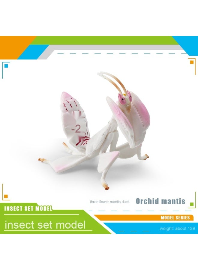 NIBEMINENT Lifelike Insect Model - Stagmomantis Mantis Decorative Figurine