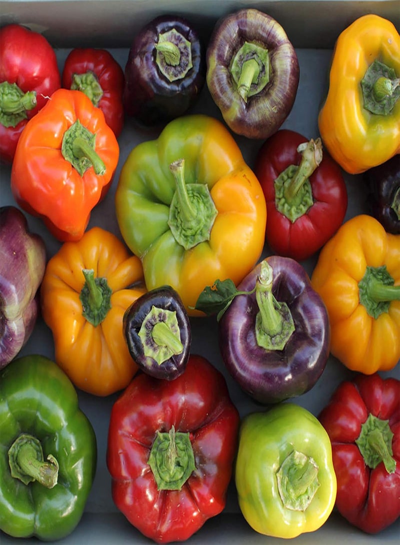 Green Garden Flower Plants-40Pcs/Bag Seeds Fresh Edible Living Household Rainbow Pepper Seeds for Greenhouse - Sweet Pepper Seeds