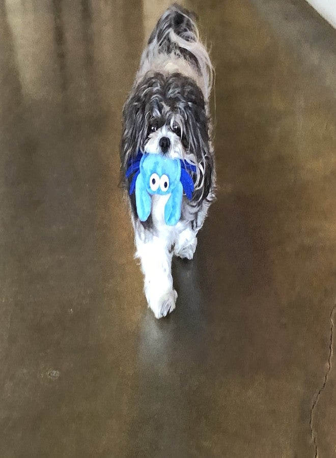 Glory To Dog لعبة سلطعون أزرق قطيفة من Glory To Dog TinyToy للكلاب الصغيرة - Image 3
