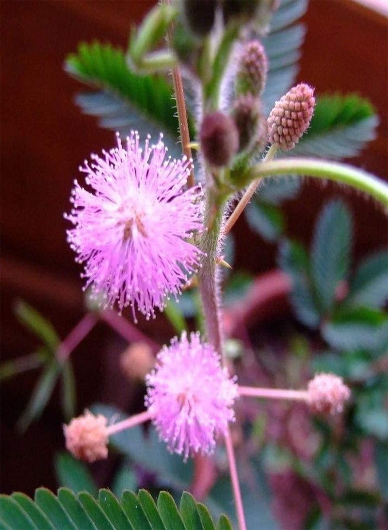 GGOOT 100Pcs Mimosa Seeds Special Leaves Fragrant Flowers for Planting Create A Beautiful Garden Landscape Easy-to-Care Variety Suitable for Beginners - Image 1