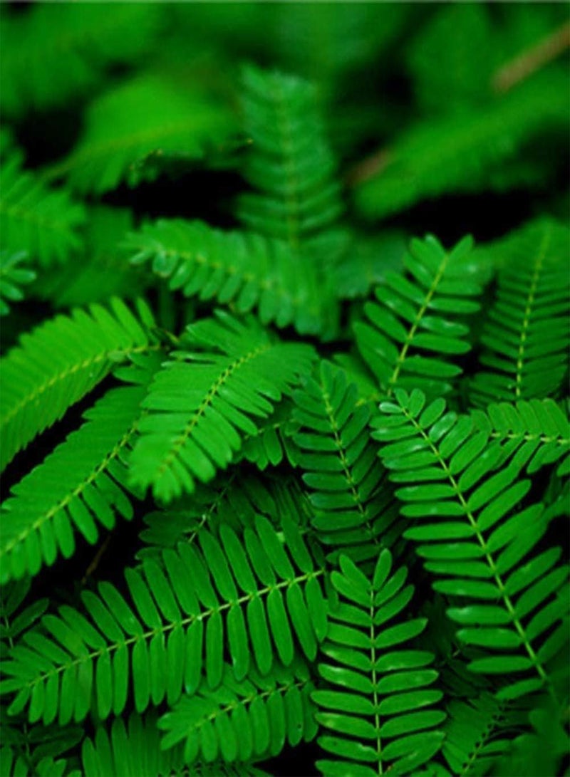 GGOOT 100Pcs Mimosa Seeds Special Leaves Fragrant Flowers for Planting Create A Beautiful Garden Landscape Easy-to-Care Variety Suitable for Beginners - Image 2