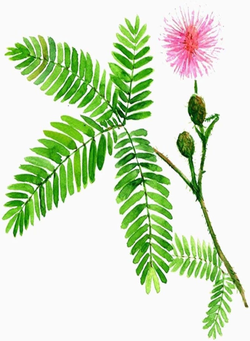 GGOOT 100Pcs Mimosa Seeds Special Leaves Fragrant Flowers for Planting Create A Beautiful Garden Landscape Easy-to-Care Variety Suitable for Beginners - Image 3